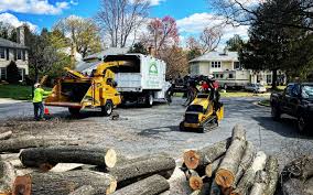 Best Tree Risk Assessment  in South Hill, NY
