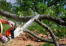 Best Lawn Pest Prevention  in South Hill, NY