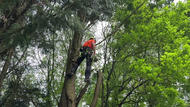 South Hill, NY Tree Removal Company