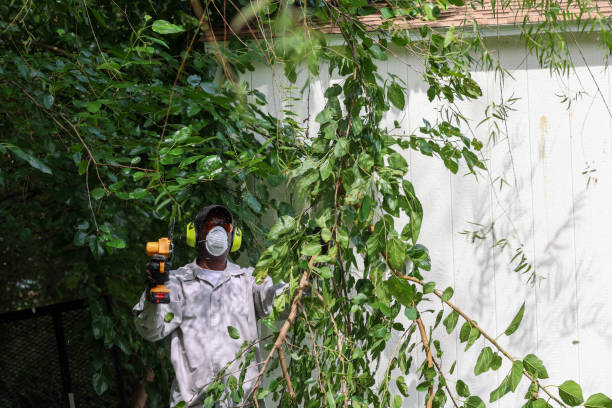 Best Hazardous Tree Removal  in South Hill, NY