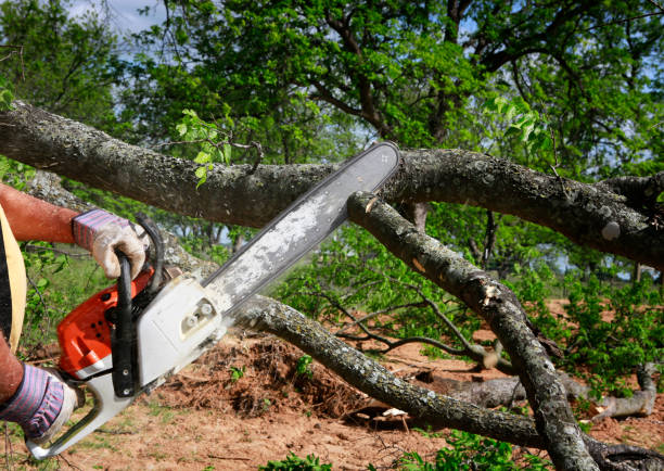Best Emergency Tree Removal  in South Hill, NY